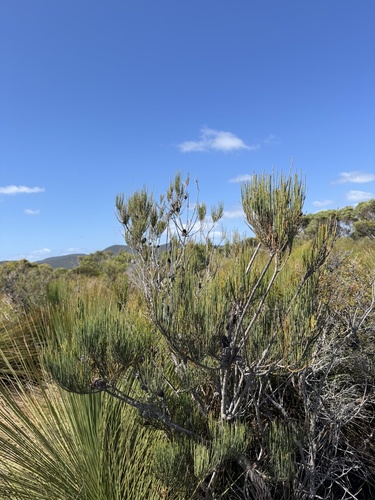 Allocasuarina monilifera, photograph 2