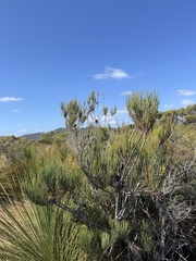 (c) Caleb Catto, some rights reserved (CC BY) Allocasuarina monilifera, photograph (c) Caleb Catto, some rights reserved (CC BY)