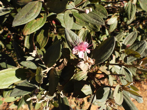 Image of Rhodomyrtus tomentosa by (c) Mark Clarke, some rights reserved (CC BY)
