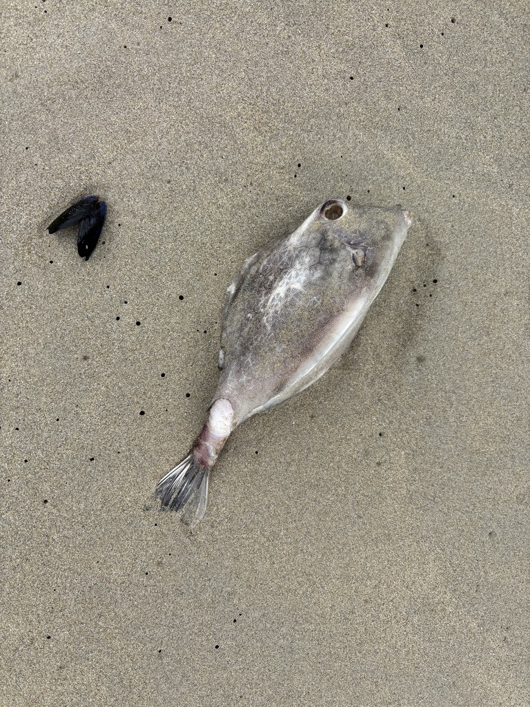 Driehoekige koffervis (Tetrosomus concatenatus) — Ostraciidae