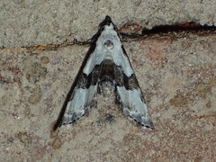 Nigetia formosalis