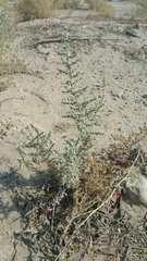 Cornulaca aucheri