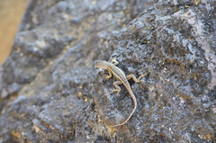 Microlophus bivittatus