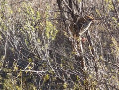 Poodytes punctatus punctatus