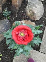 Papaver somniferum setigerum