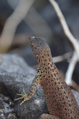 Microlophus delanonis