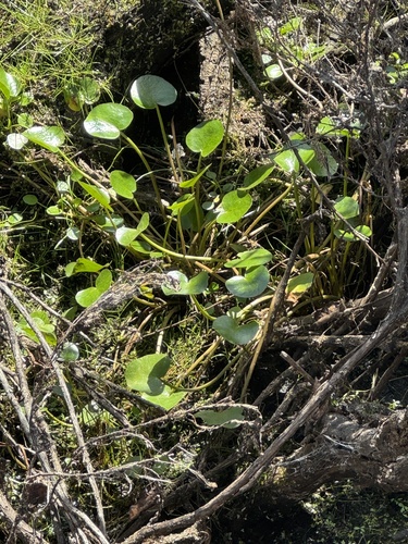 Ornduffia reniformis (Ornduffia reniformis)