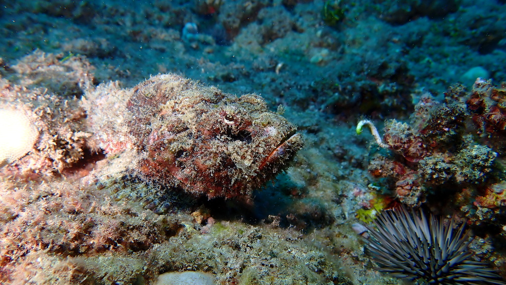 Red scorpionfish resting on the reef off Oʻahu