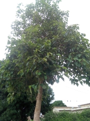 Gmelina arborea