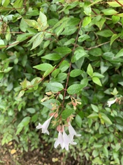 Abelia × grandiflora
