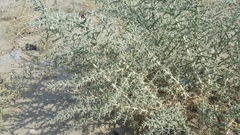 Cornulaca aucheri