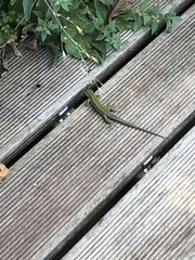 Podarcis muralis nigriventris