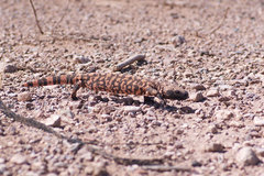 Heloderma suspectum suspectum