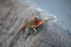 Microlophus delanonis