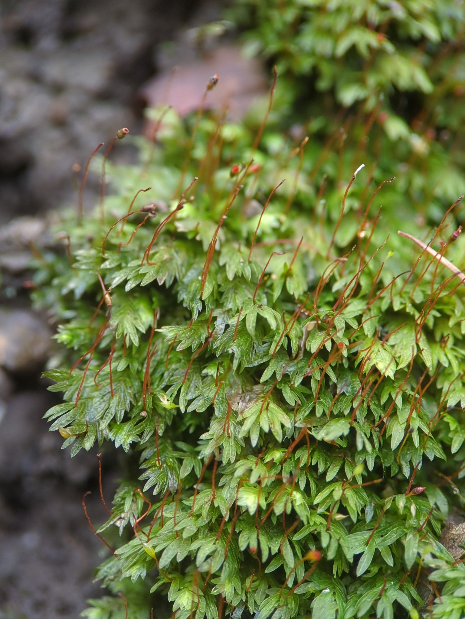 Fissidens bryoides