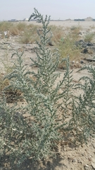 Cornulaca aucheri