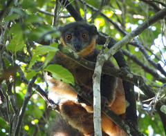 Eulemur collaris