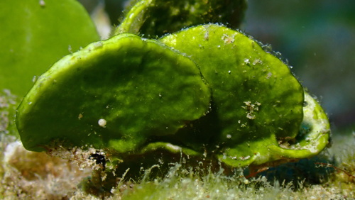 Halimeda discoidea observed 2025-03-03