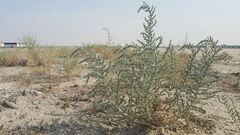 Cornulaca aucheri