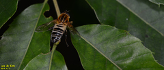 Helophilus eristaloidea