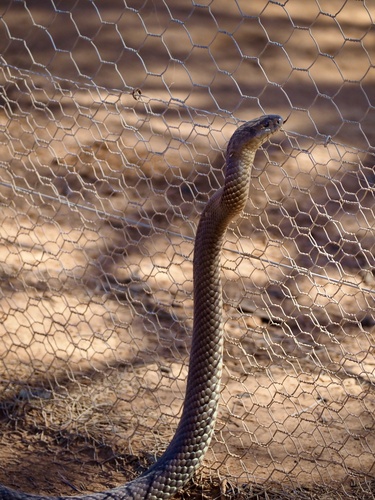 Mulga Snake sighting