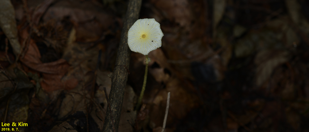 Leucocoprinus fragilissimus · August 2019 · photo: © pintail (iNaturalist, cc-by)