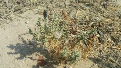 Cornulaca aucheri