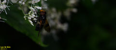 Volucella nigricans