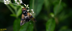 Volucella nigricans