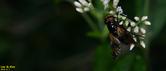 Volucella nigricans