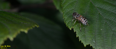 Eristalis cerealis