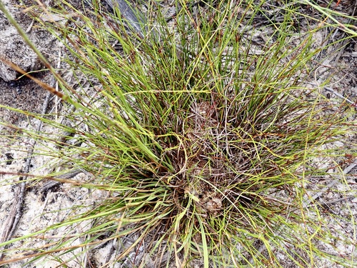 Xyris complanata