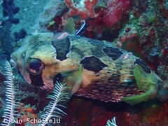 Diodon liturosus