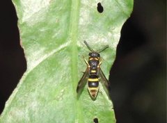 Parancistrocerus hongkongensis