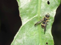Parancistrocerus hongkongensis