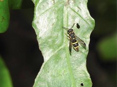 Parancistrocerus hongkongensis