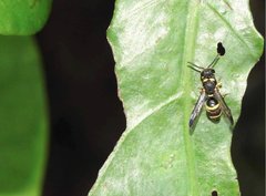 Parancistrocerus hongkongensis
