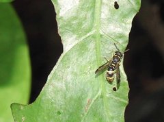 Parancistrocerus hongkongensis