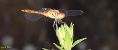 Sympetrum darwinianum