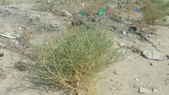 Caroxylon imbricatum