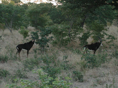 Hippotragus niger niger