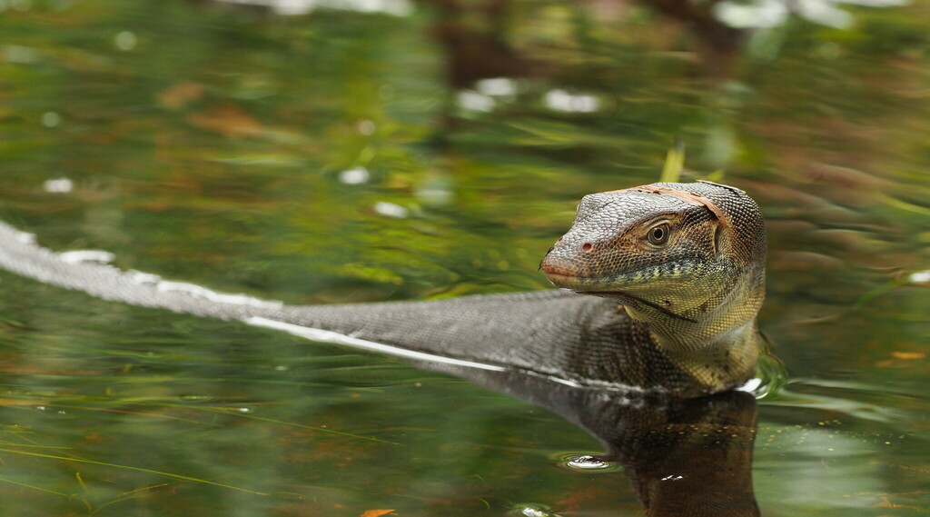 Mertens's Water Monitor