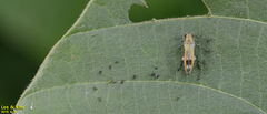 Agrilus chujoi