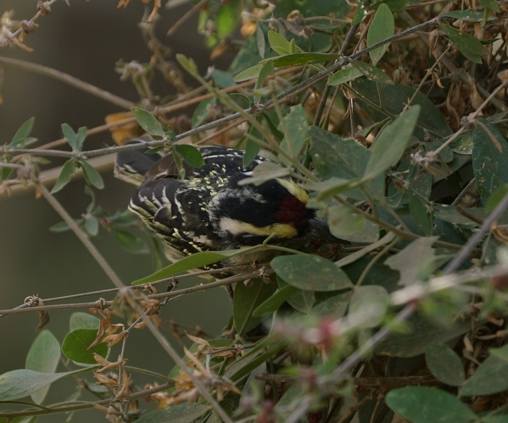 Red-fronted Barbet (Tricholaema diademata), photo 4