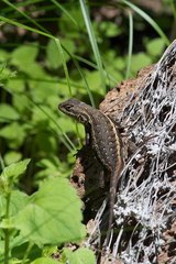 Sceloporus virgatus