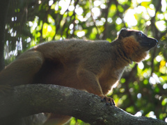 Eulemur collaris