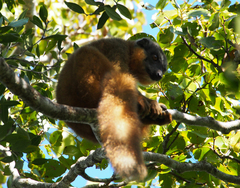 Eulemur collaris