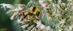 Bombus ignitus