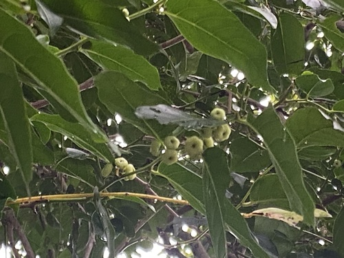 Glochidion lanceolatum, photograph 4