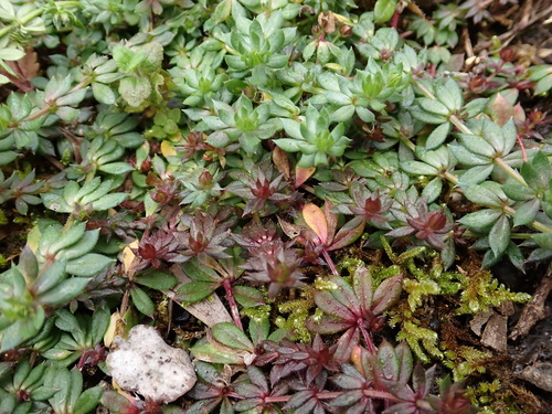 Galium, 2025-03-04